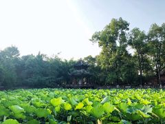 -房湖公园