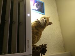 海妖酒吧-Sirena海妖日咖夜酒