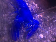 -瑞普利水族馆
