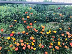 -桤木河湿地公园