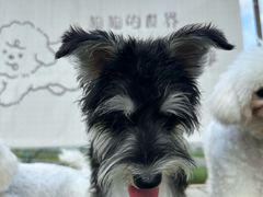 -汪喵宠物医院·骨科心脏影像·犬猫急重症ICU诊疗中心(成华分院)