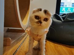 -啵啵喵·猫咖(攀华国际店)