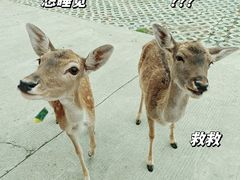 -常州淹城野生动物世界