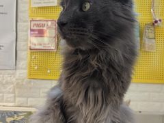 -平行世界·猫咖(首经贸店)