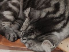 -藏猫猫咖啡主题馆(中央大道店)