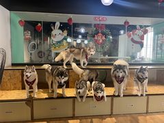 -Husky Go! 哈士奇体验馆·宠物咖啡厅狗咖