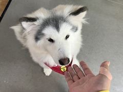 -Husky Go! 哈士奇体验馆·宠物咖啡厅狗咖