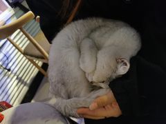 -平行世界·猫咖(首经贸店)