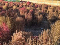 -天津东丽湖风景区