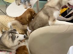 -怪兽屋·羊驼·猫咖·狗咖(俊华广场店)
