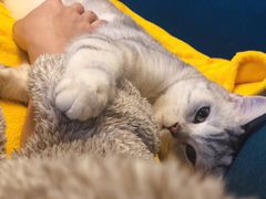 -帕帕拉兹宠物(亚洲旗舰店)