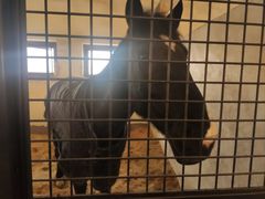 -北京群众马术培训基地