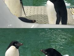 -海合安武汉极地海洋公园