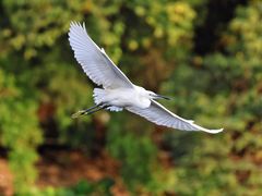 -重庆彩云湖湿地公园