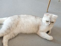 -飞行喵MR PILOT|猫舍·猫咖(静安大融城店)