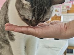 -喵园·猫主题咖啡厅·撸猫·猫咖(国贸店)