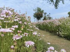 -春花秋色城市公园