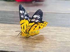-上海自然博物馆