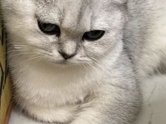 -共舞时光猫咖·狗咖(新街口店)