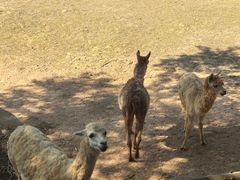 -泉州海丝野生动物世界