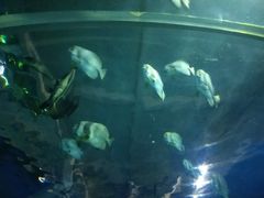 -北戴河圣蓝海洋公园