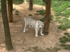 -西霞口神雕山野生动物世界