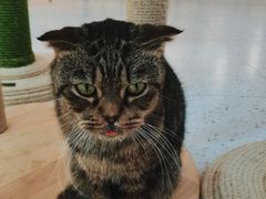 -喵园·猫主题咖啡厅·撸猫·猫咖(国贸店)