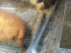 -潘记老面羌饼
