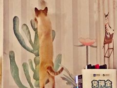 -Cappucimeow猫咪咖啡馆(韦伯时代店)