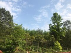 -铁山坪森林公园