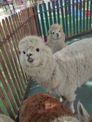 -萌宠亲子动物乐园(槐房万达店)