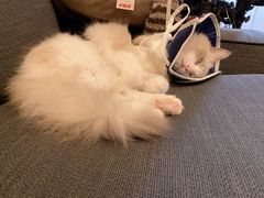 -宠爱国际动物医院·消化内科·心肾内科·ISFM猫友好(望京店)