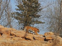 -北京野生动物园
