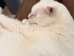 -平行世界·猫咖(首经贸店)