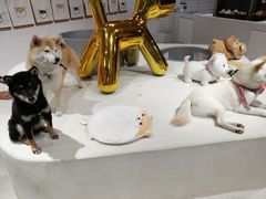 -柴务处·柴犬主题狗咖