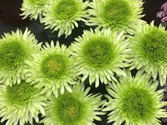 -燕郊植物园