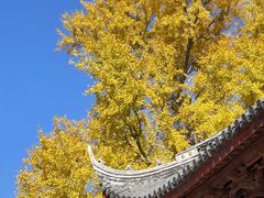 -上海青龙寺