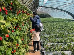 -大自然农场蔬菜草莓采摘园