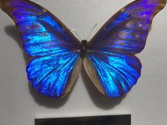 -上海昆虫博物馆