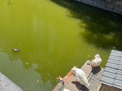 -苏州文庙(姑苏区)