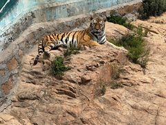 -西霞口神雕山野生动物世界