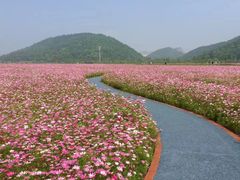 -径山花海