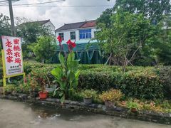 -老袁家蜜桃农场·阳山水蜜桃