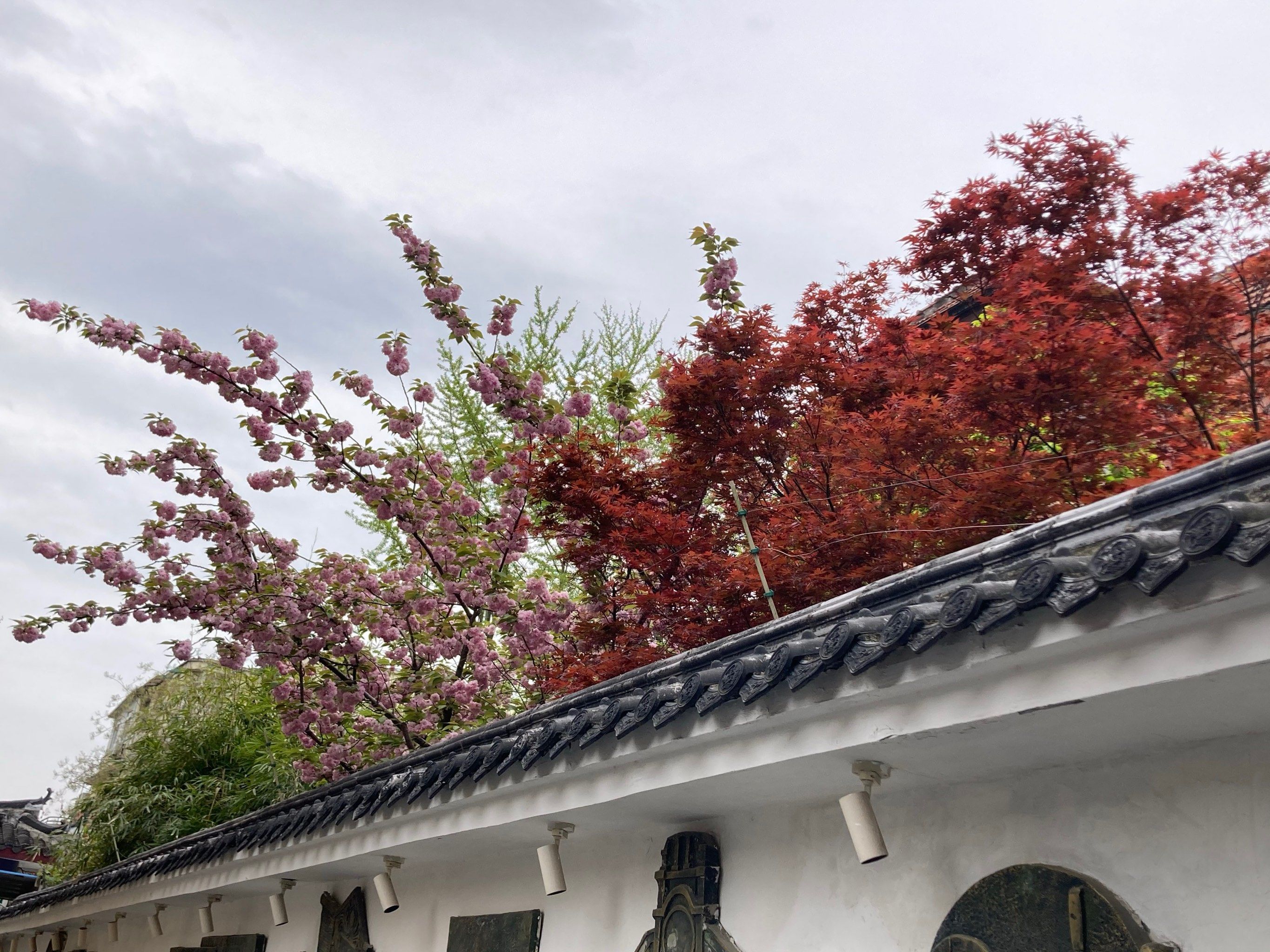 墙头的花!绚丽多彩!