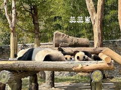 -卧龙中华大熊猫苑神树坪基地