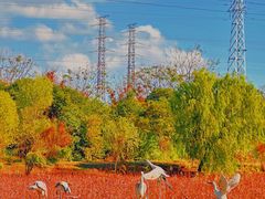 -上海长兴岛郊野公园