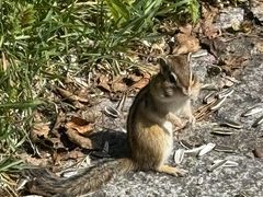 -五营红松林海景区