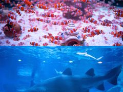 -海合安成都极地海洋公园