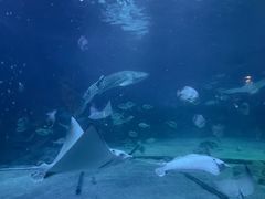 -烟台海昌鲸鲨海洋公园
