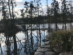 -上海长兴岛郊野公园